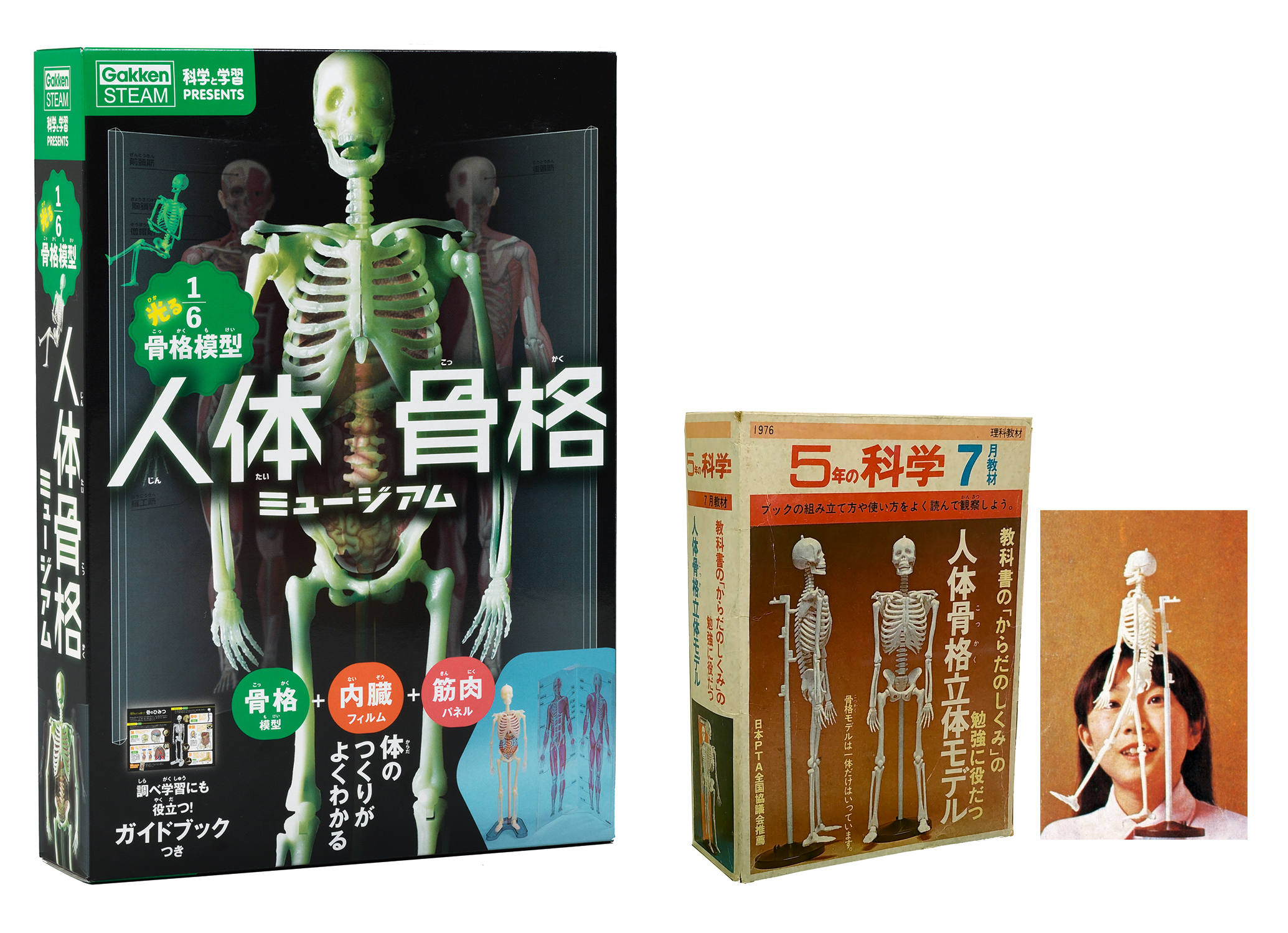 「左：新発売の『人体骨格ミュージアム』、右：「科学」のふろくだった人体骨格模型」画像