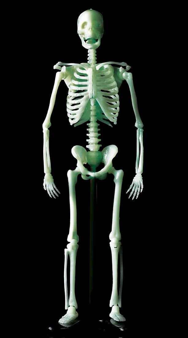 学研『科学と学習』の大人気ふろく「人体骨格模型」が、リニューアルで蘇る!! | ㈱Gakken公式ブログ