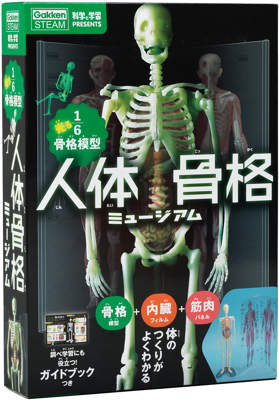 『科学と学習PRESENTS人体骨格ミュージアム 光る16骨格模型』パッケージ