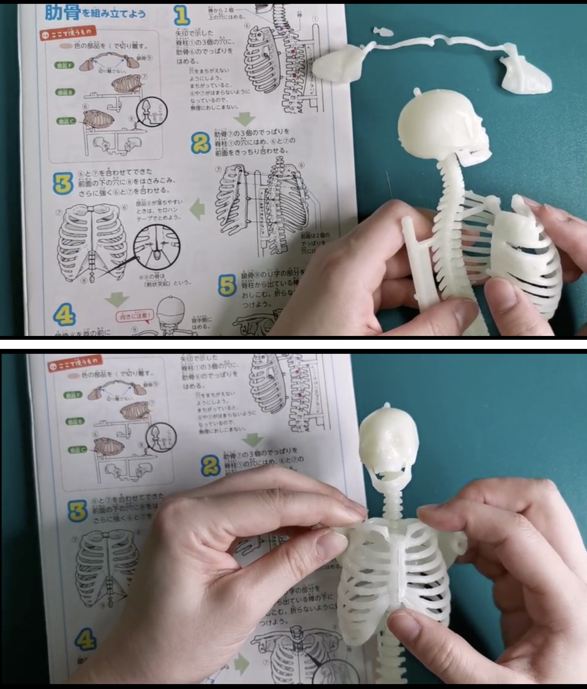 「リアルな模型をパズルのように組み立てるうちに、体のつくりや骨の形に詳しくなれる」画像
