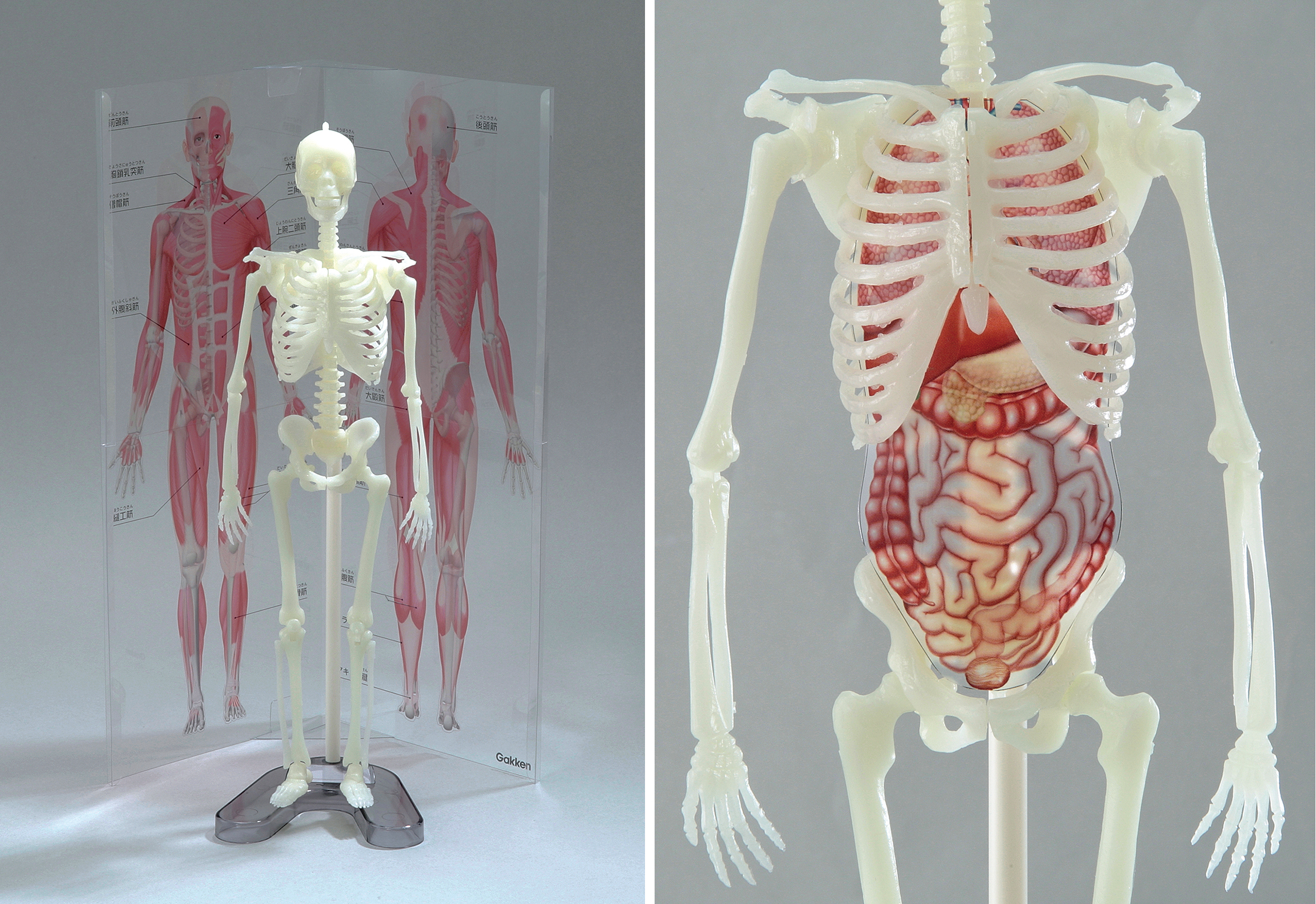 「左：骨格模型と同じ縮尺の筋肉パネル、右：骨格模型にぴったり収まる内臓フィルム」画像