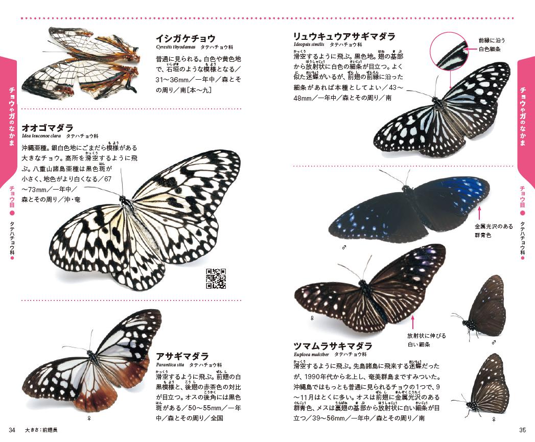 「沖縄県をふくむ南西諸島にくらすチョウが、生き生きとした姿で撮影されています」紙面
