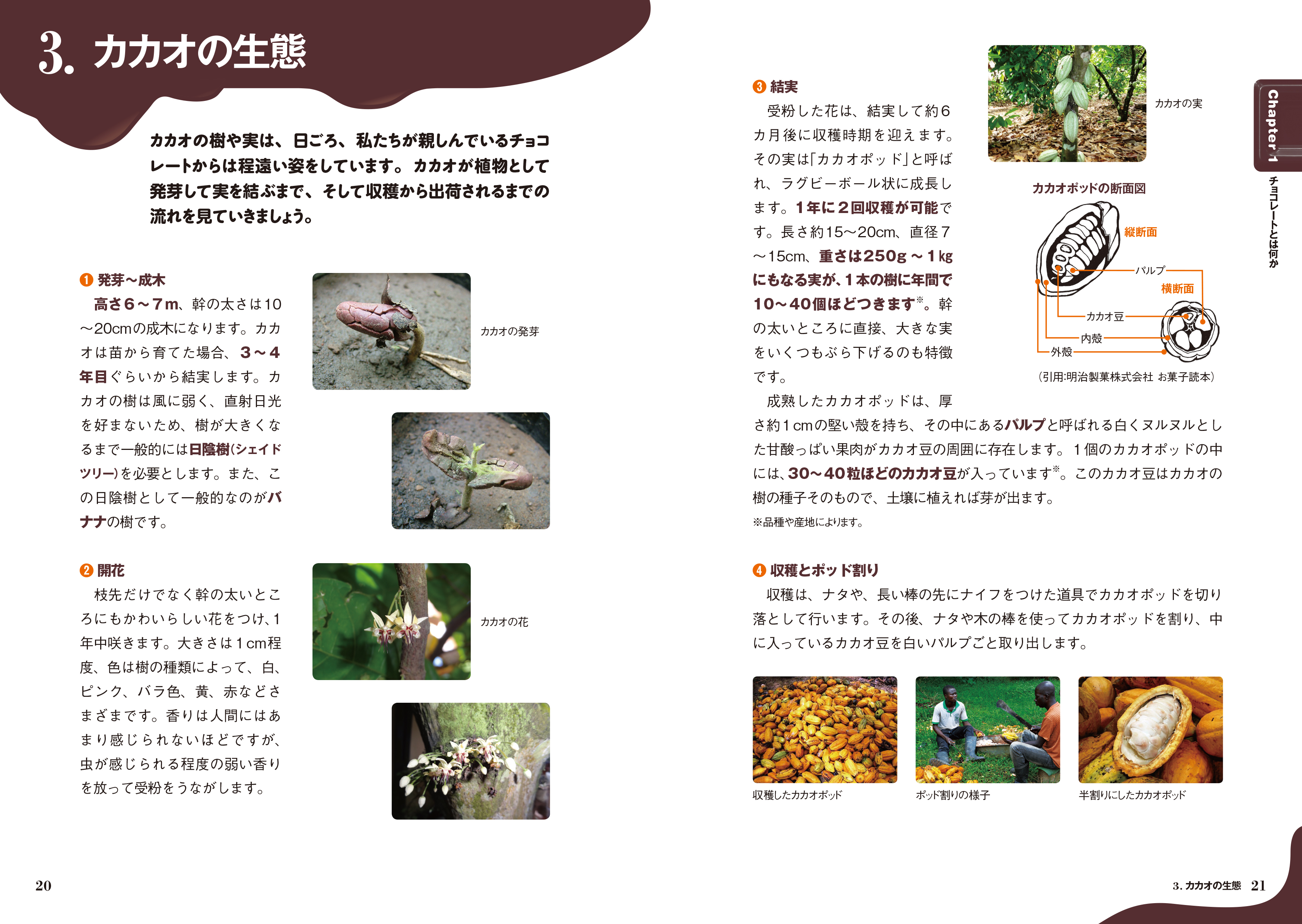 「発芽から開花、結実、収穫まで、日本ではなかなか見ることのできないカカオの生態」紙面