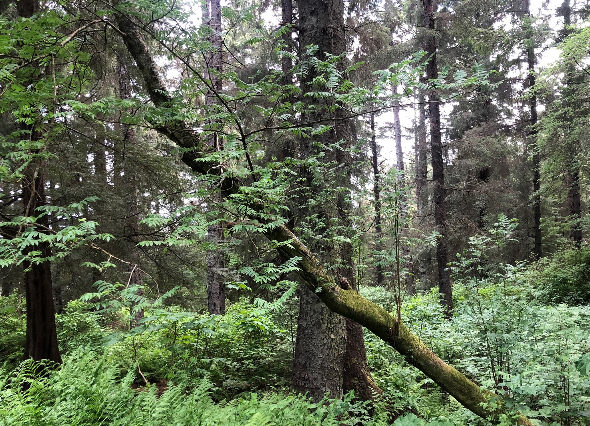 「あずみ虫さんが取材したアラスカの森」画像