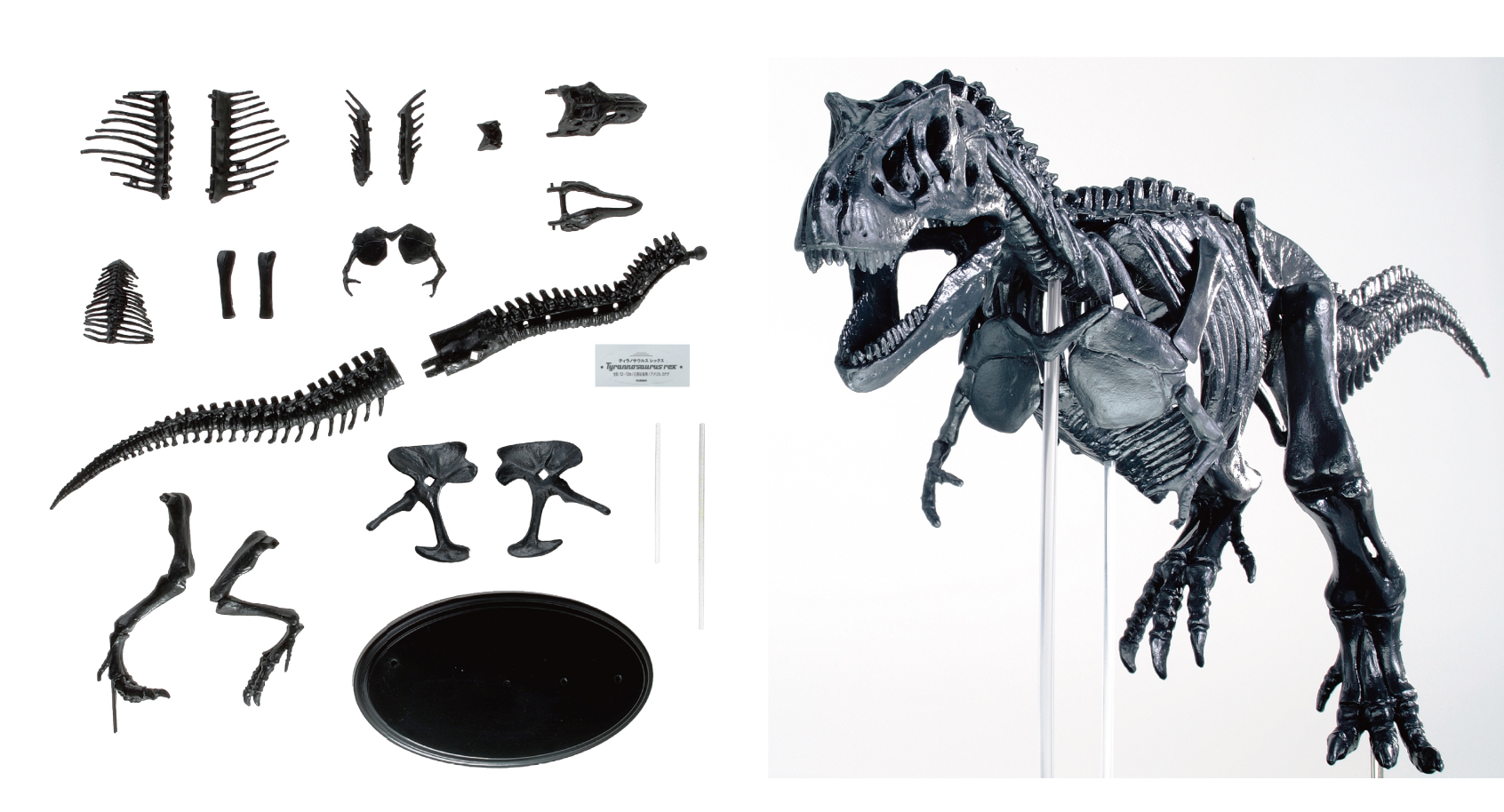 「17個の骨格パーツを組み合わせてティラノサウルスの骨格」画像