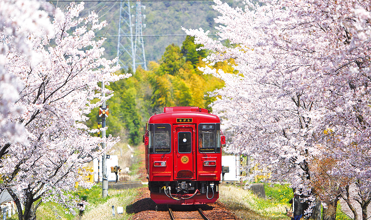 サクラのトンネルを走る、「長良川鉄道」の観光列車『ながら』画像