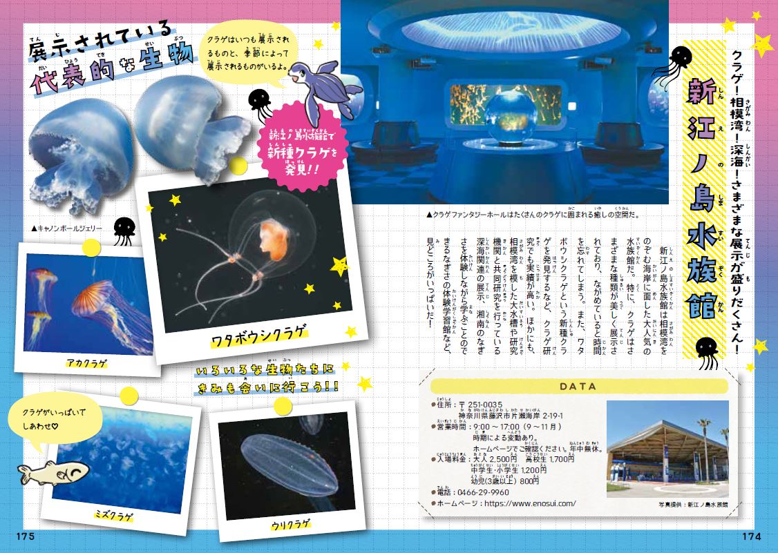 「新江ノ島水族館では　新種クラゲが発見されました」紙面
