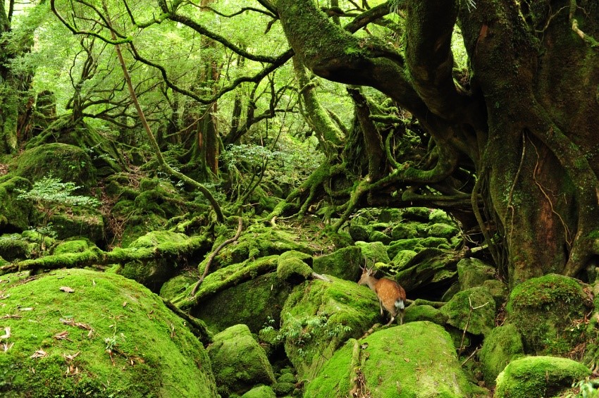 「幽玄な原生林風景が広がる屋久島　白谷雲水峡」画像