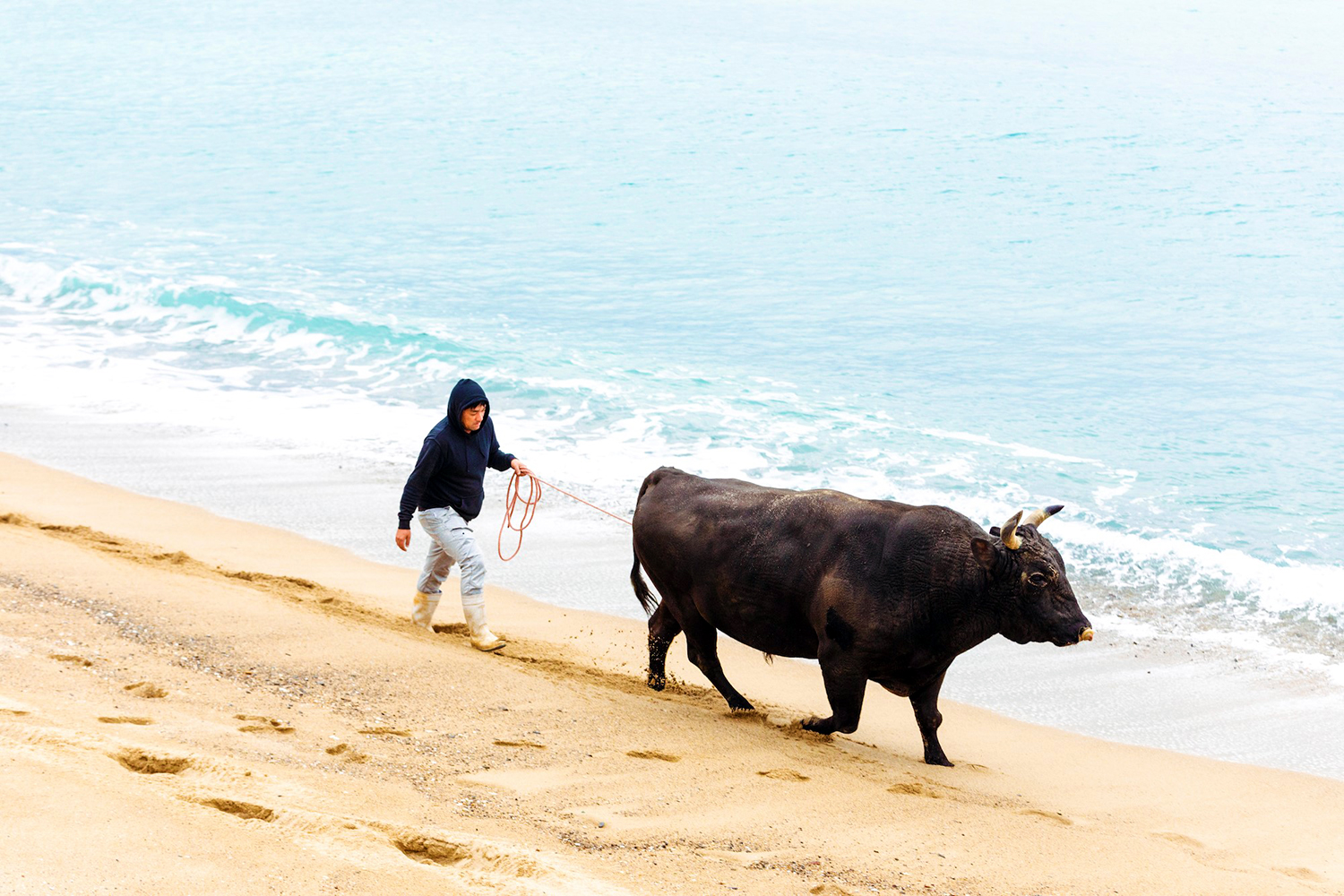 「浜辺を散歩する闘牛」画像
