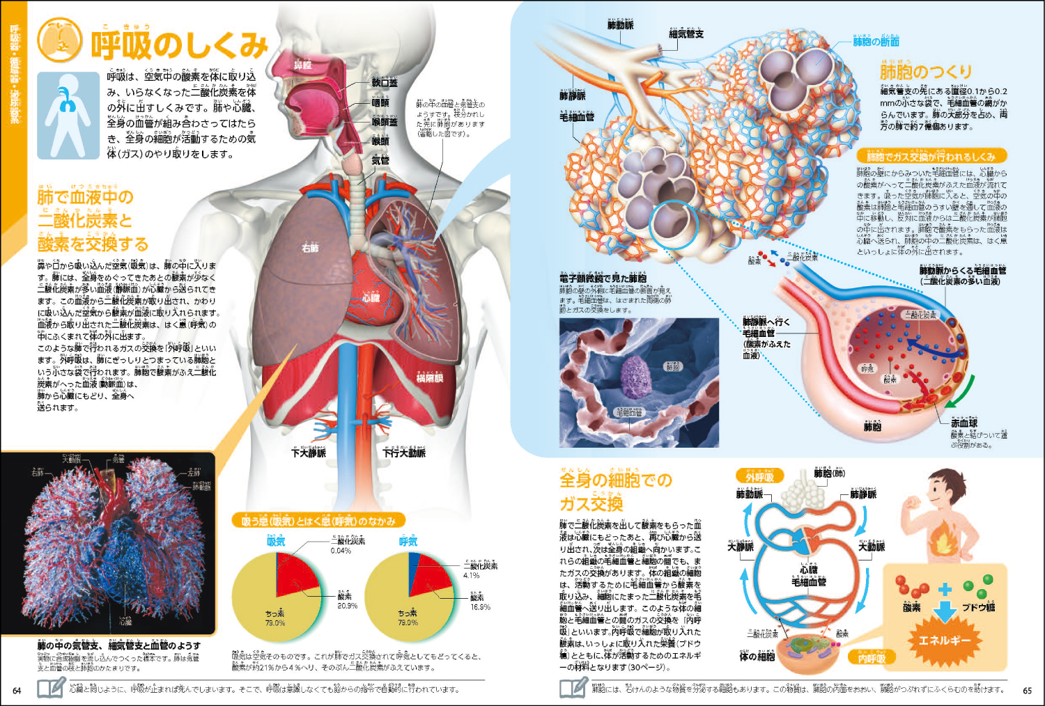 「肺のページでは、呼吸のしくみや血管との関係性がわかる」紙面