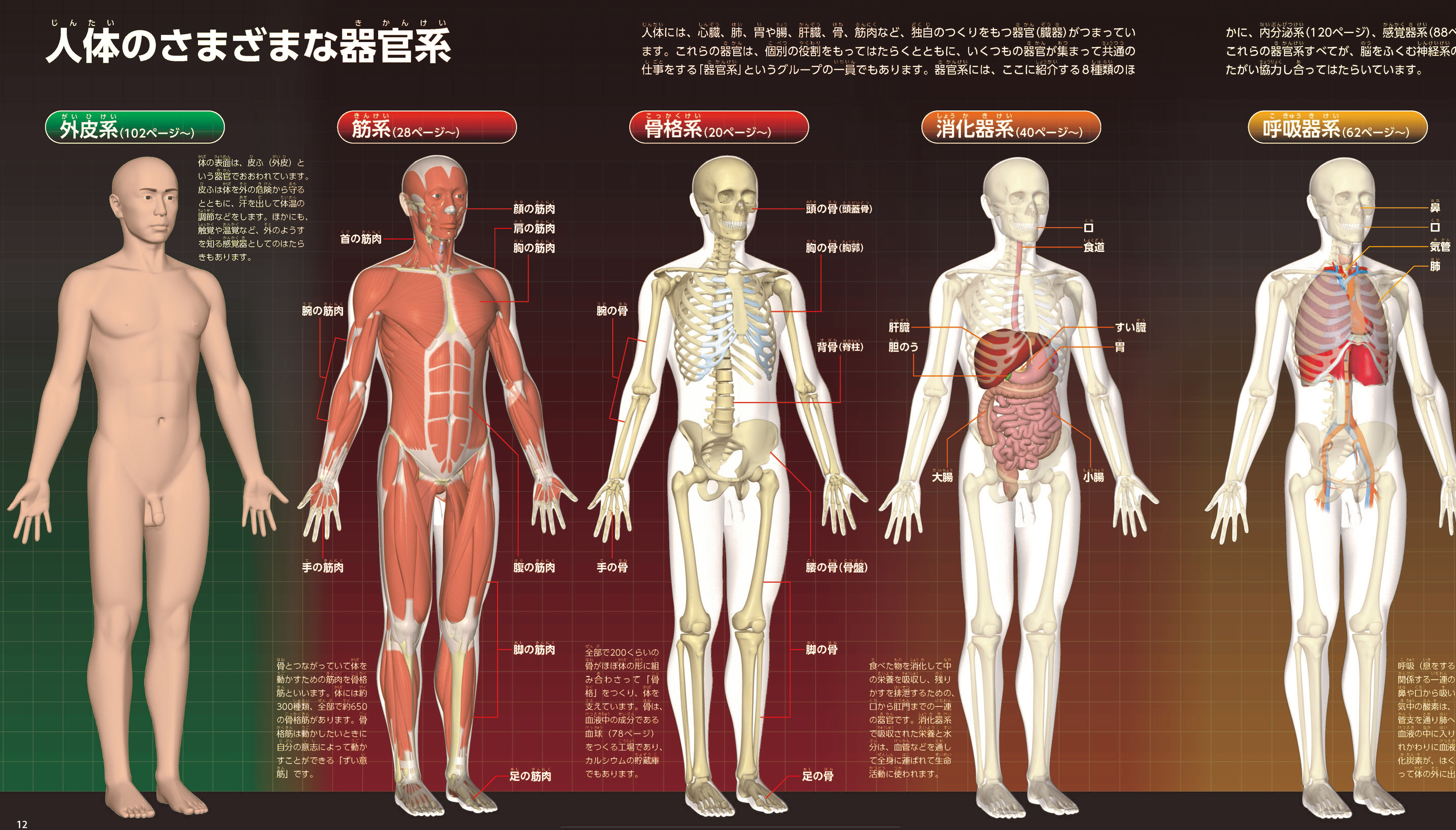 「骨格系」「消化器系」「循環器系」など人体のさまざまな器官系を章ごとにわかりやすく解説します。　紙面