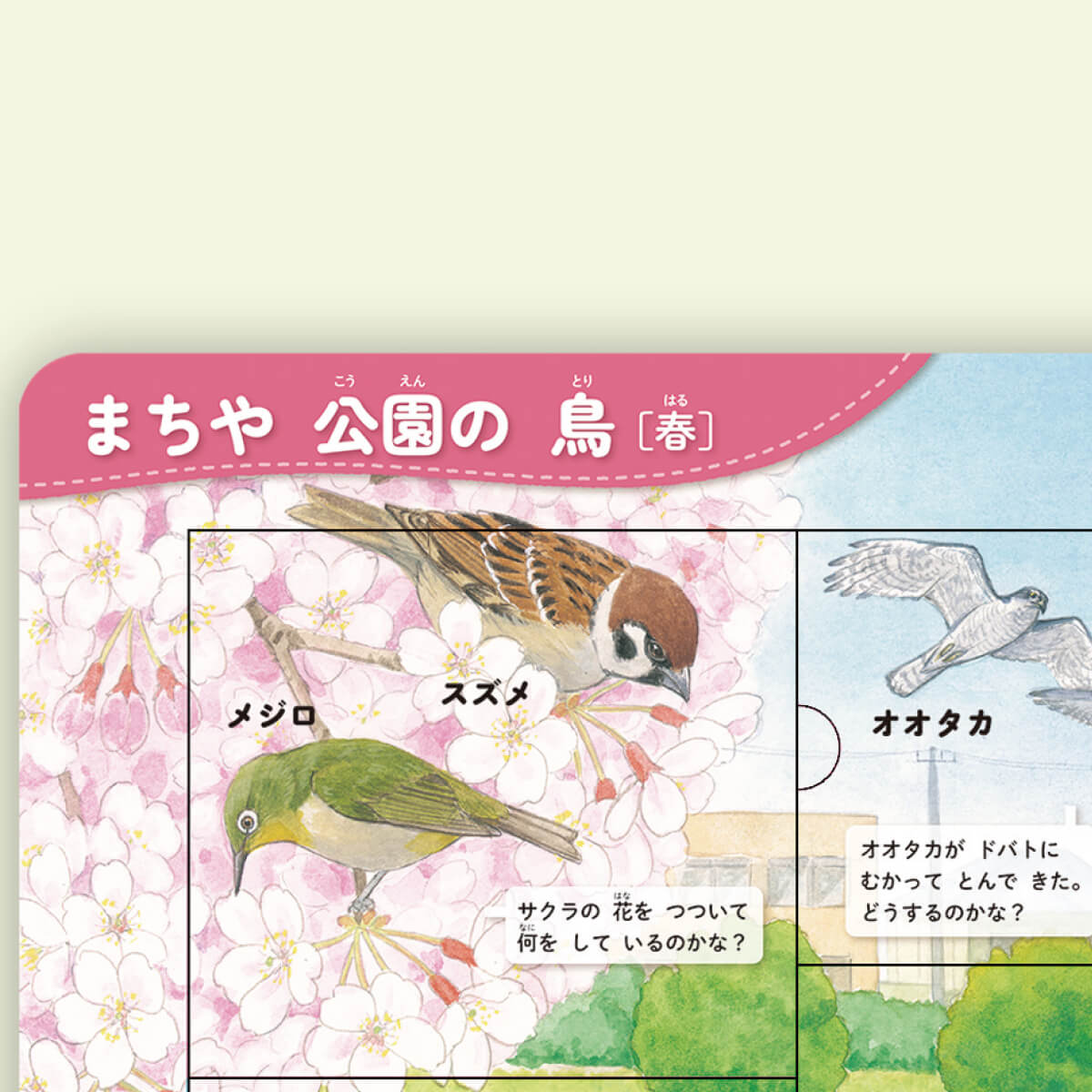 「スズメとメジロが桜の花をつついている？ しかけをめくると」紙面