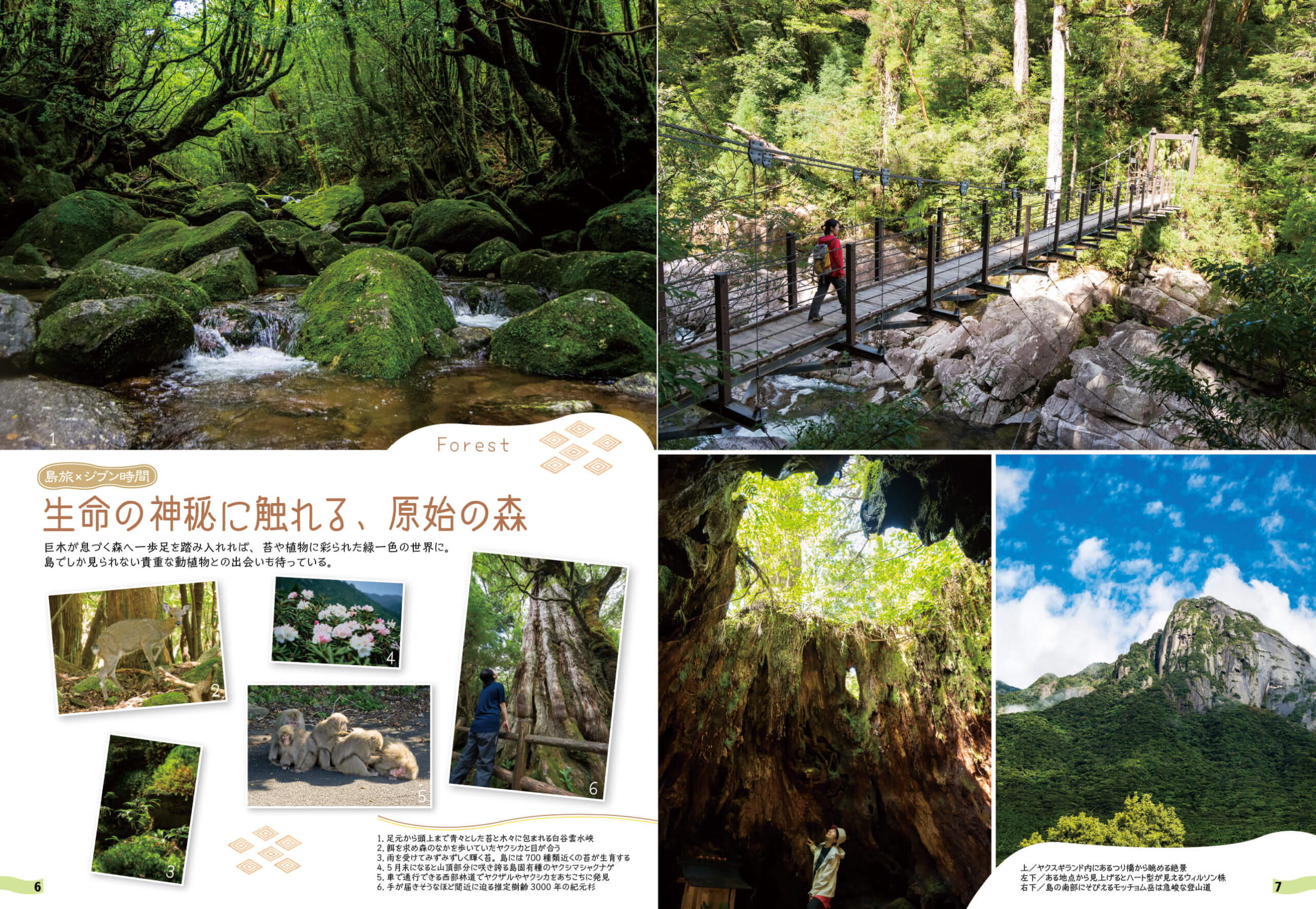「一生に一度は歩いてみたい、心があらわれる屋久島の森の魅力を紹介します」紙面