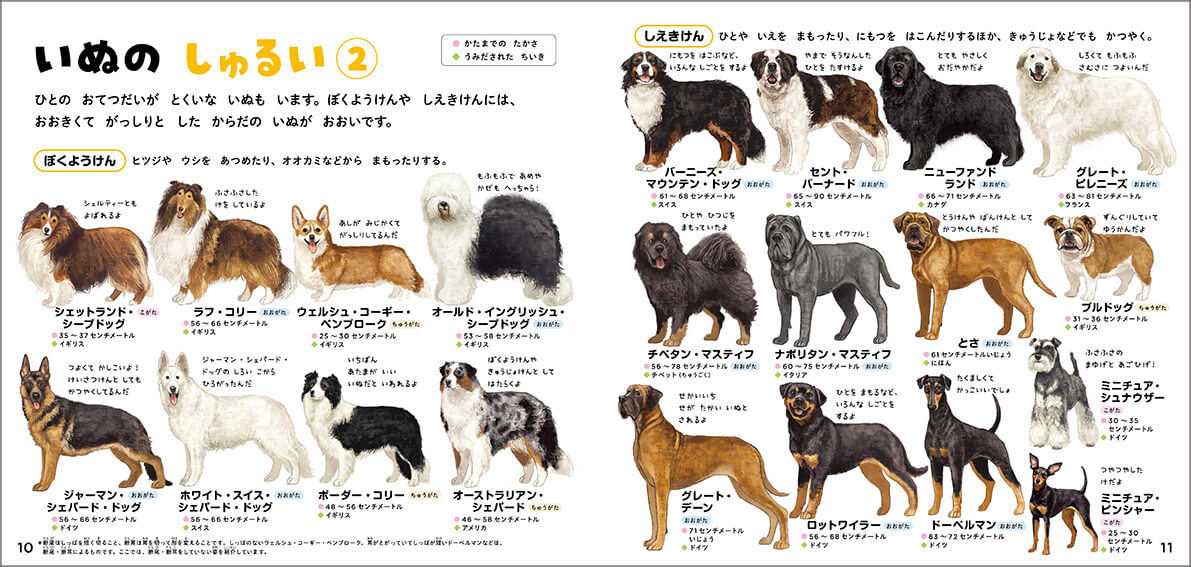 「愛玩犬、牧羊犬、使役犬など、犬種グループごとに紹介。どんな特徴の犬たちかがわかります。」紙面
