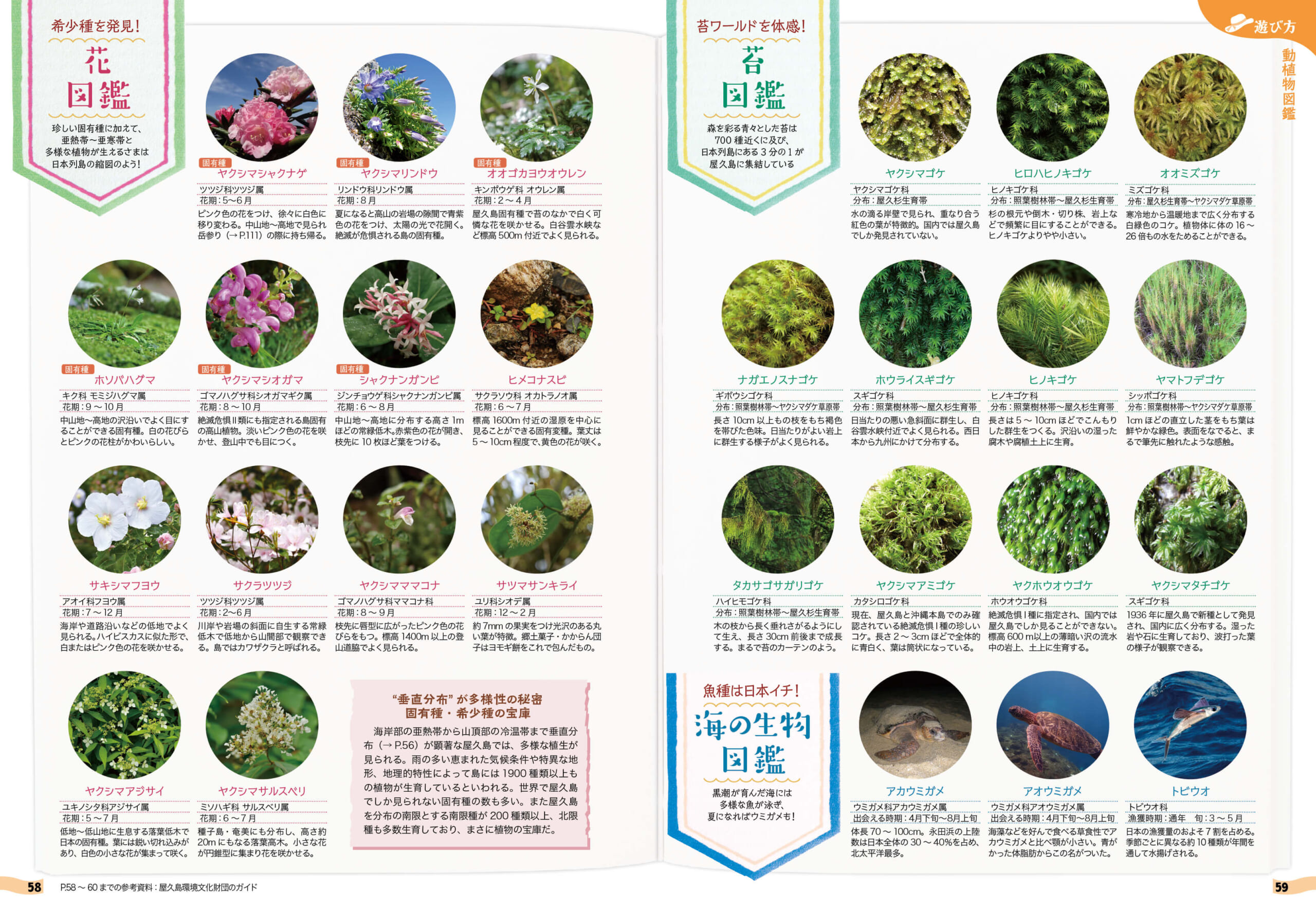 「屋久島で出会える、さまざまな花や苔、動物を図鑑形式でご紹介」紙面
