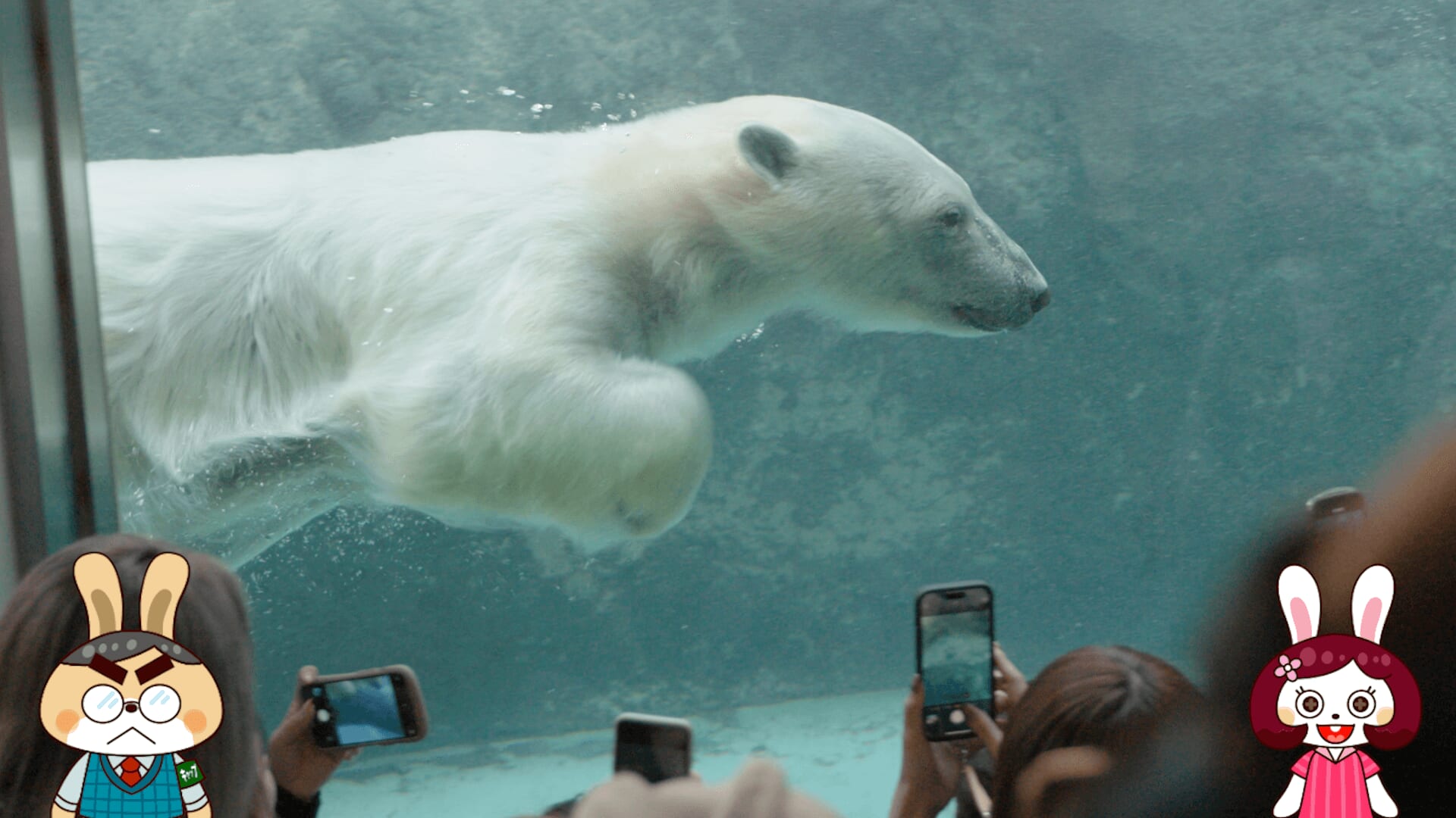 「旭山動物園の人気動物たちの撮りおろし映像も満載。」画像
