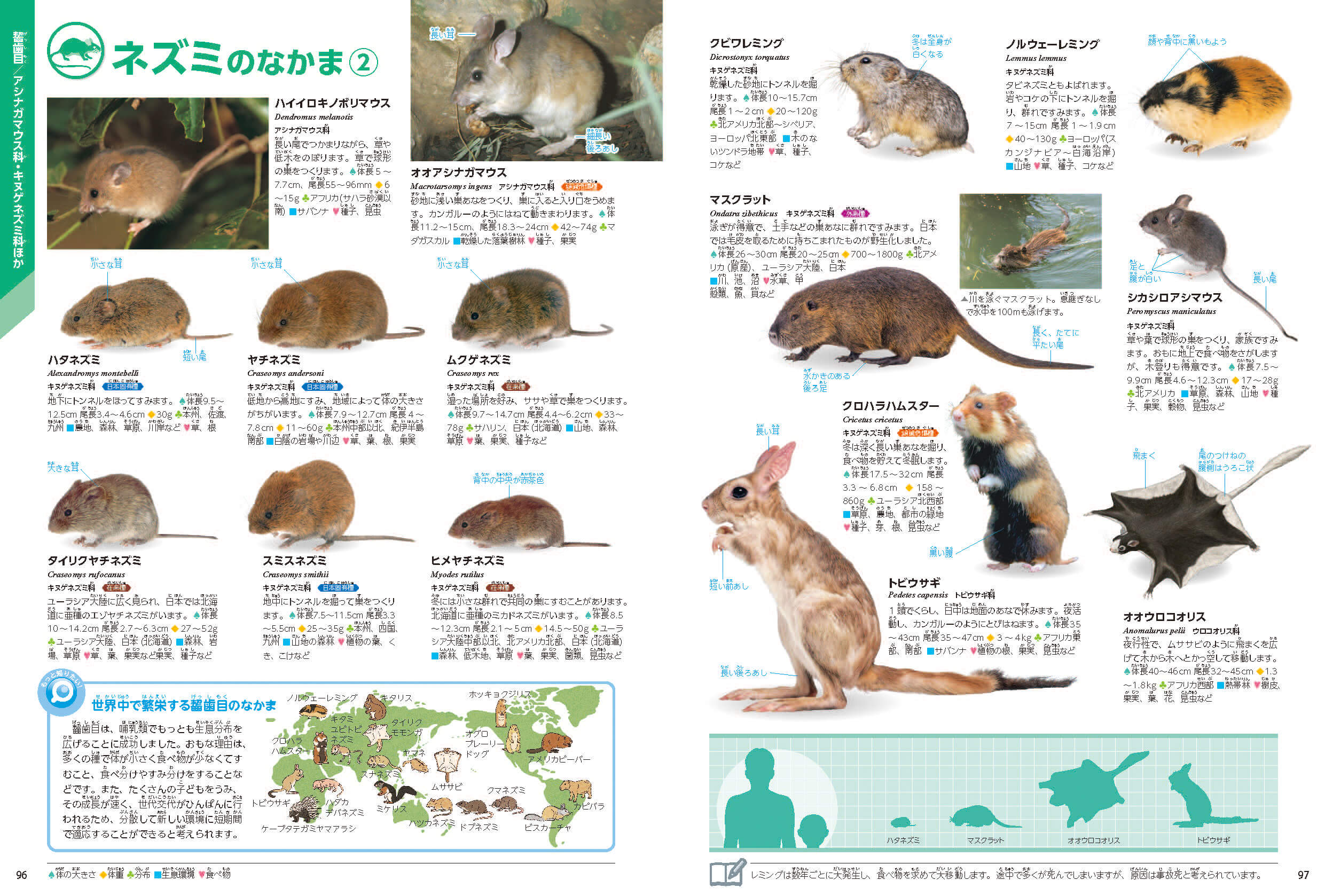 「哺乳類の中で最も「科」が多いのは、ネズミのなかまの「齧歯目（げっしもく）」。」紙面