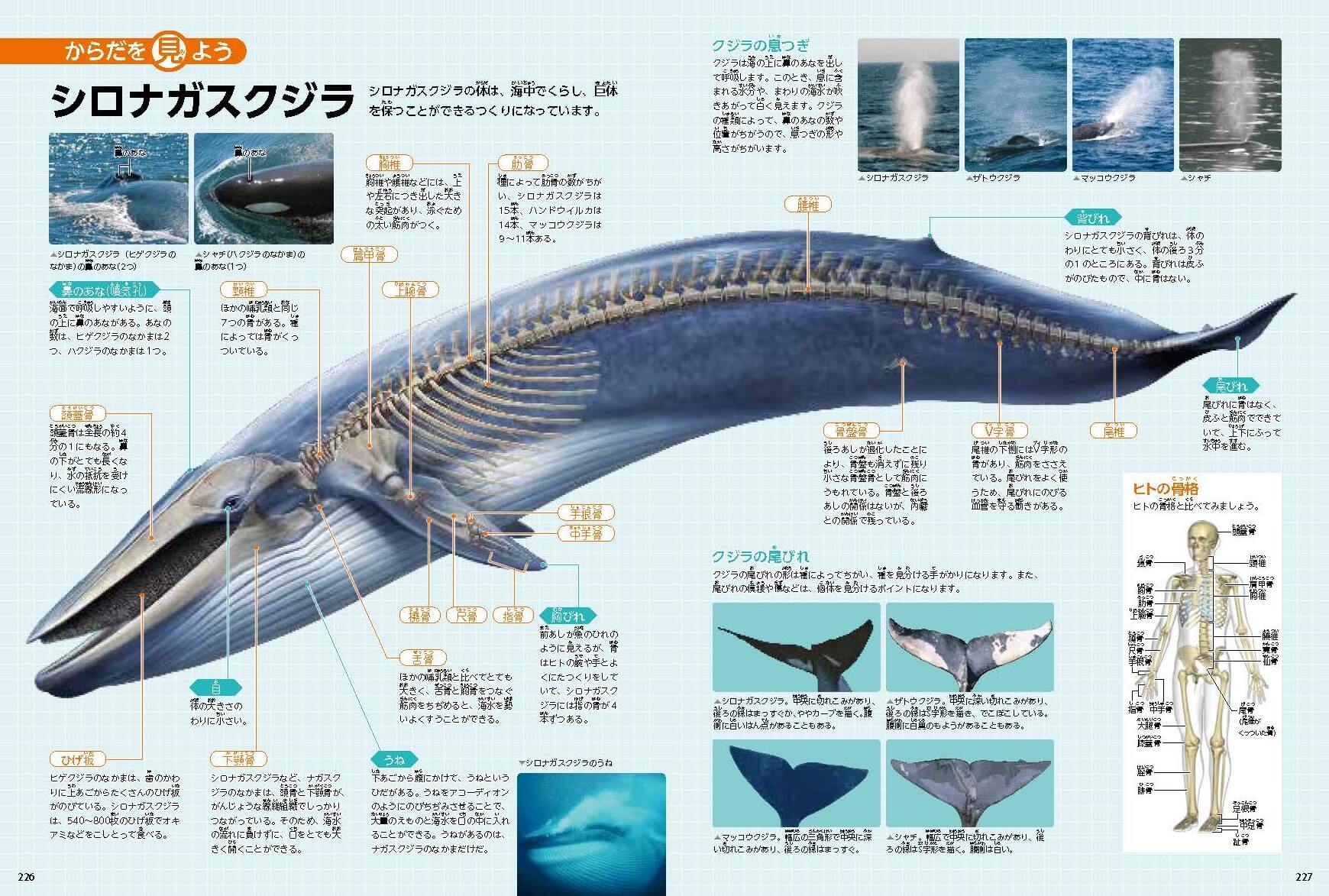 「からだを見よう」クジラの体の中って、どうなっているの？　紙面