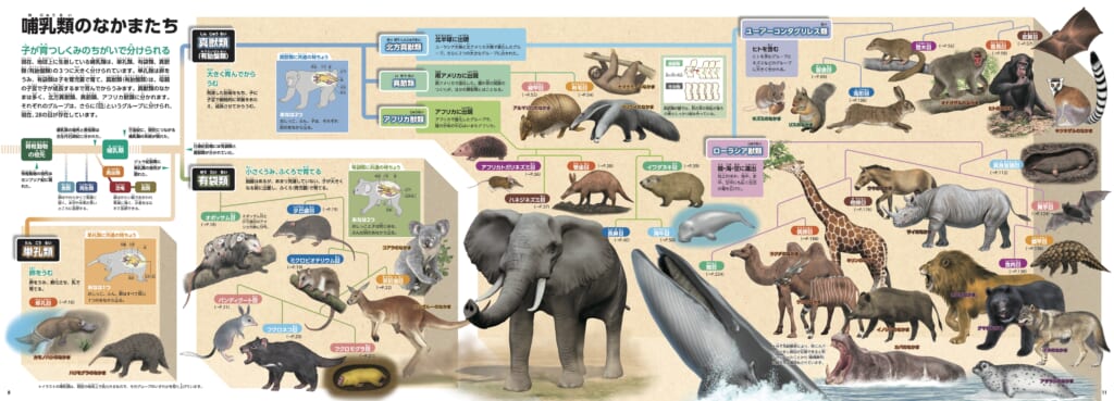 ▲哺乳類の分類も、パノラマページの関係図で視覚的によくわかる！