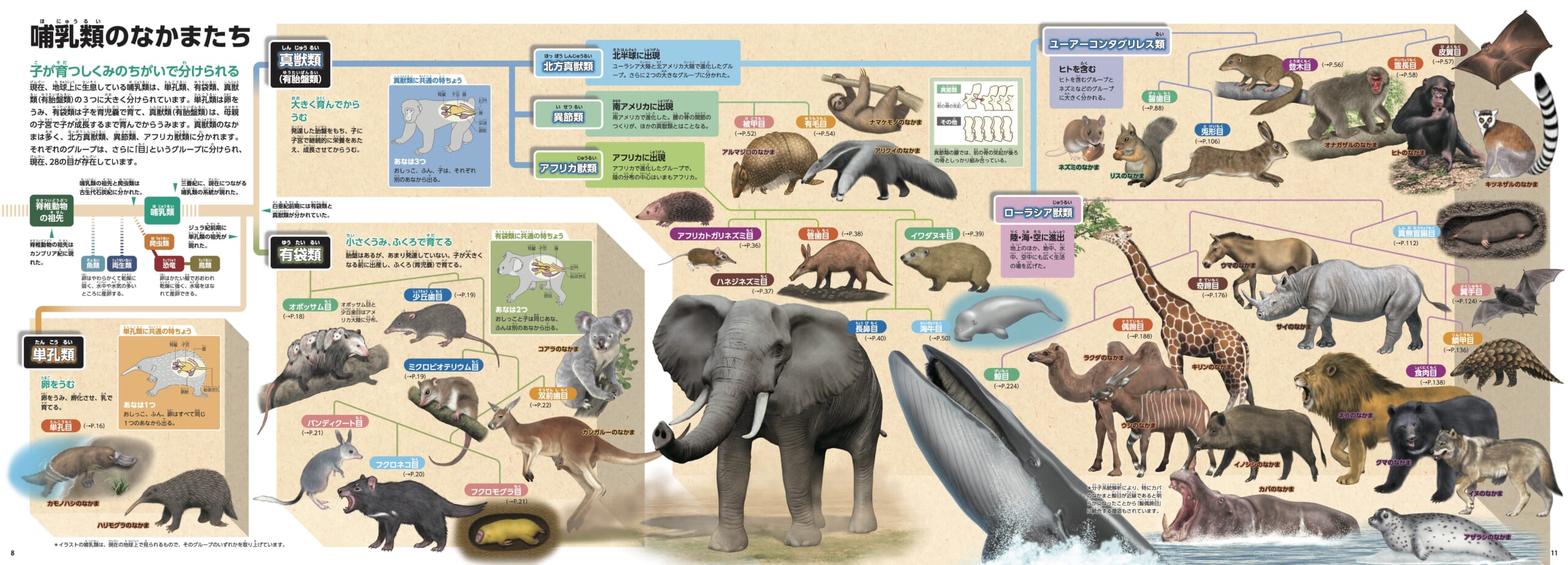 「哺乳類の分類も、パノラマページの関係図で視覚的によくわかる！」紙面