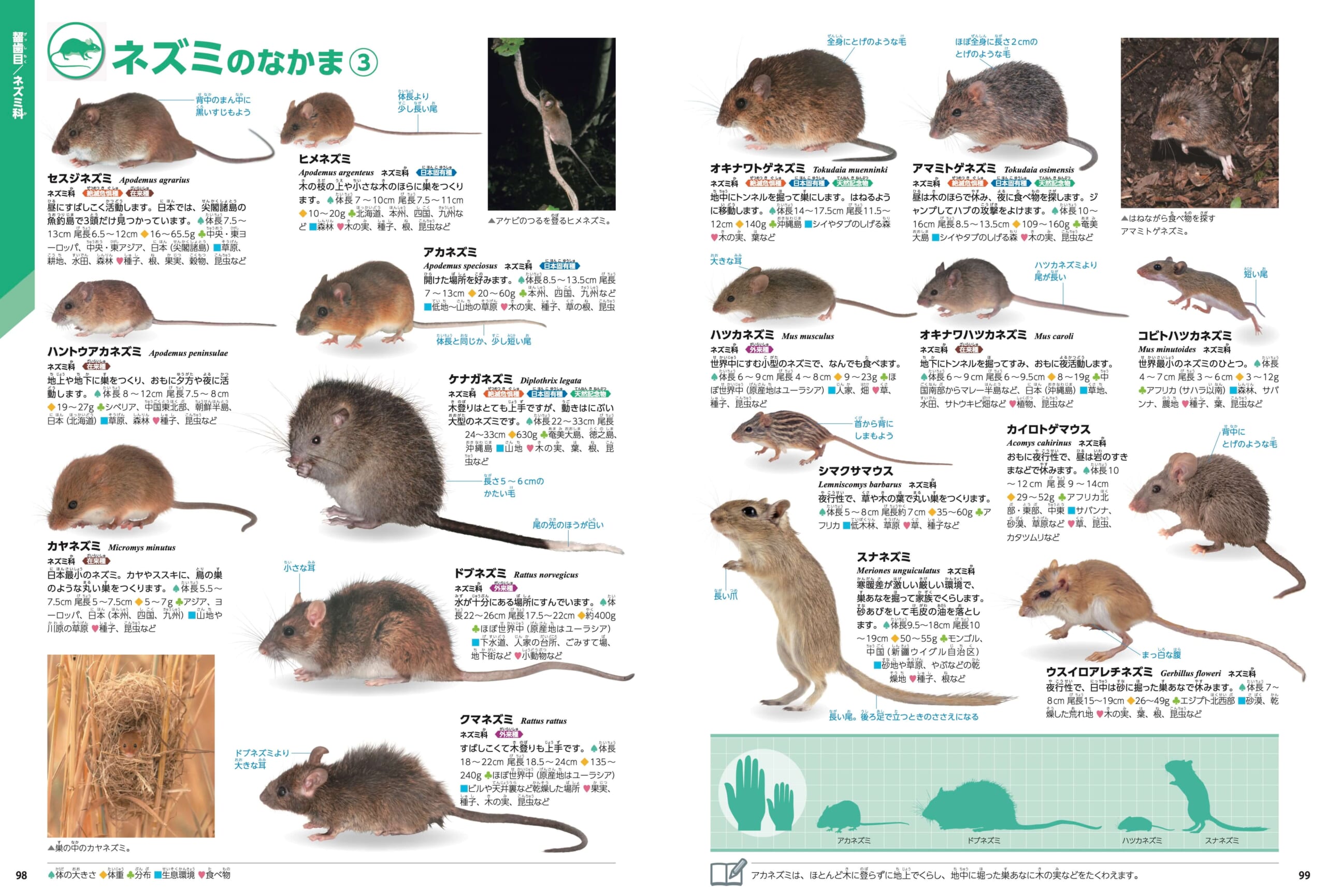 「哺乳類の中でもっとも「科」が多いのは、ネズミのなかま＝齧歯目（げっしもく）。」紙面