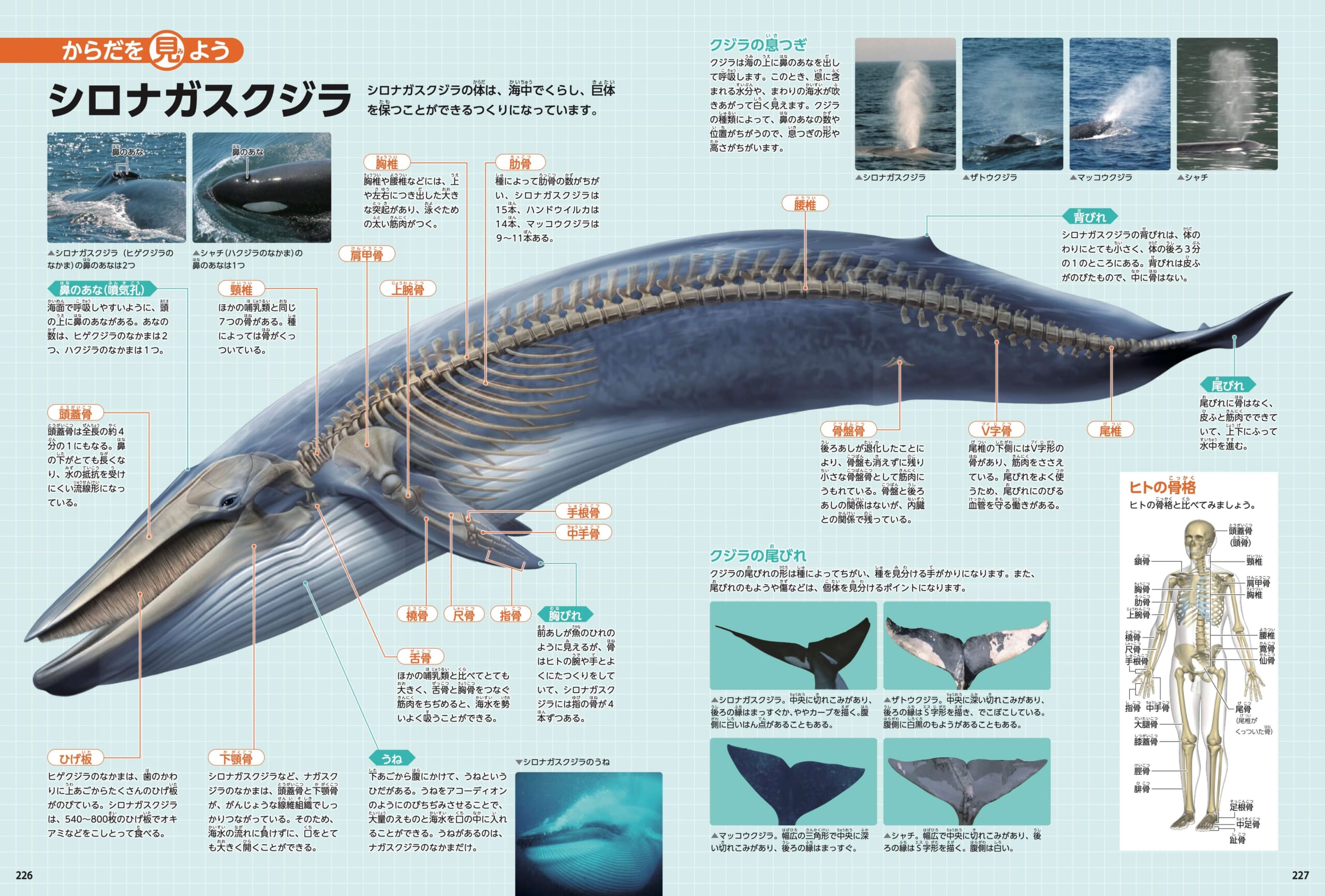 「からだを見よう」のページより。クジラの体の中って、どうなっているの？　紙面
