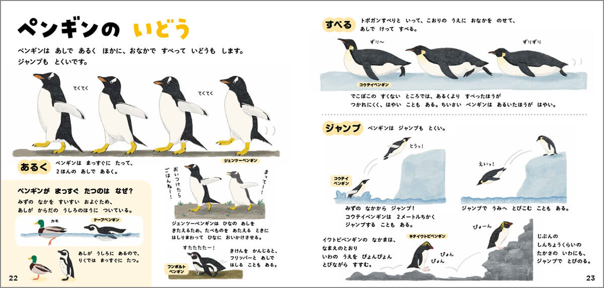 「こおりの上におなかをのせて、すべって移動することもあります。歩くよりすべったほうが速いこともあるようです。」紙面