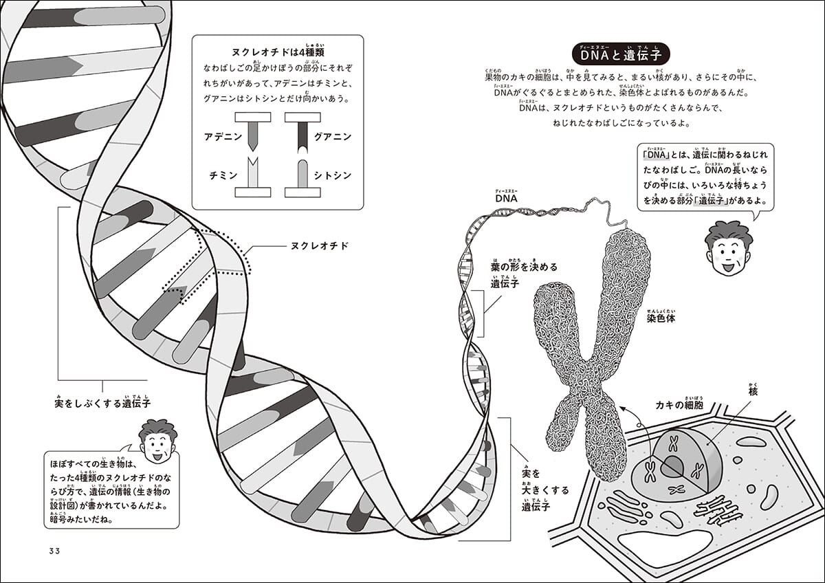 「わかりやすい図で、遺伝子とDNAを紹介しています。」紙面