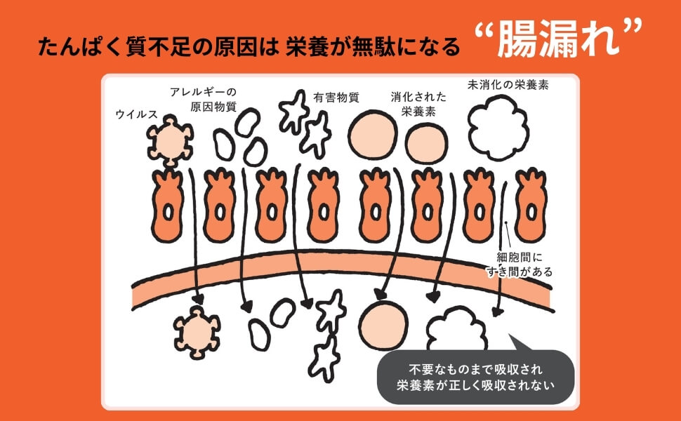 「せっかく摂った栄養がきちんと吸収できない“腸漏れ”を起こしている人が7割以上!?　まずはその原因やメカニズム、腸ケアの大切さを知りましょう。」画像