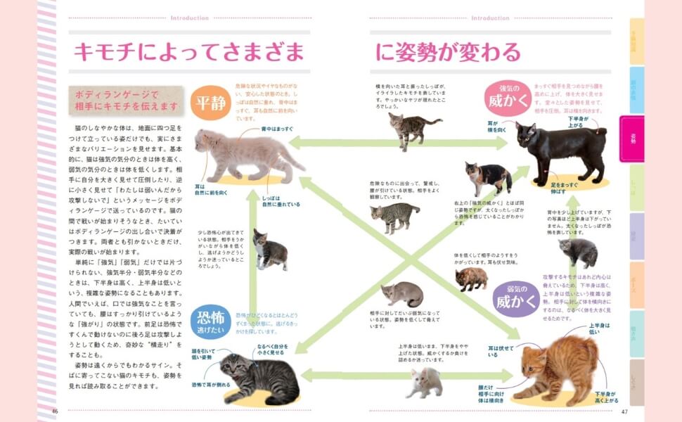 「監修は、ねこの博物館館長でもある今泉忠明氏。猫の性質を学べます。」紙面