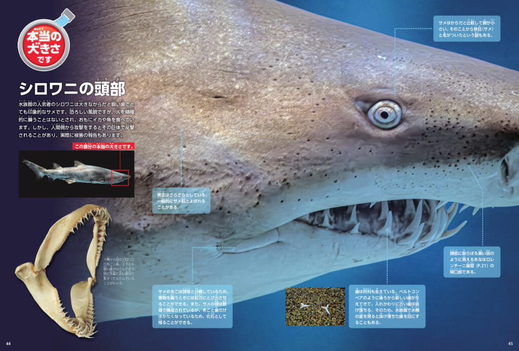 学研の図鑑LIVEエクストリーム ティラノサウルス』『サメ』イラスト