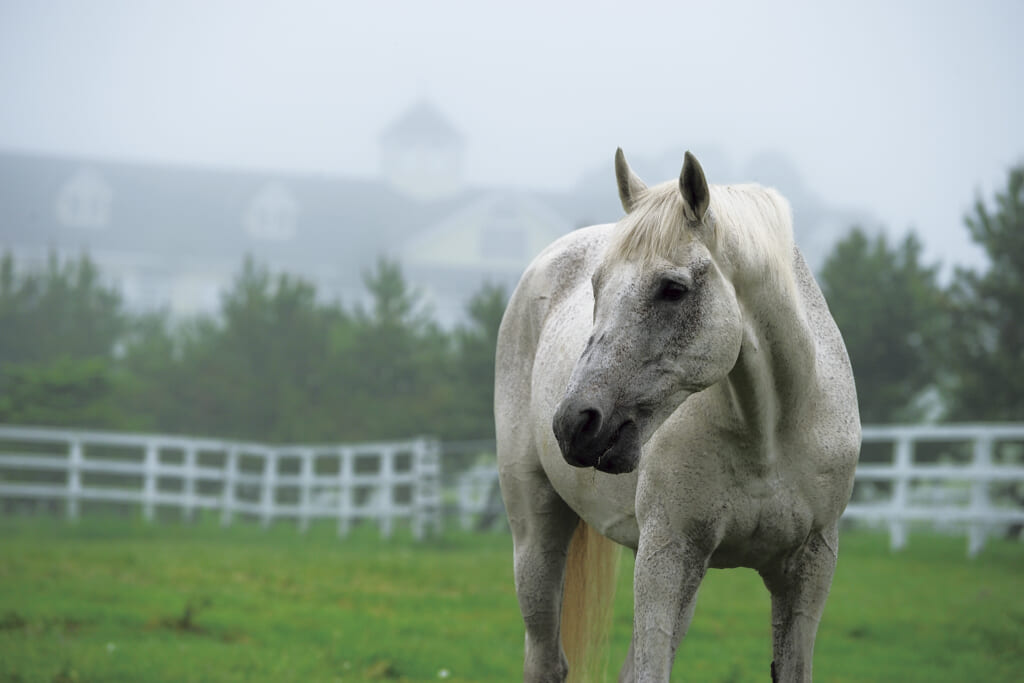 サラブレッド写真家