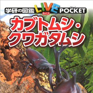 この夏は、あこがれのカブト・クワガタをさがそう！とろう！飼おう