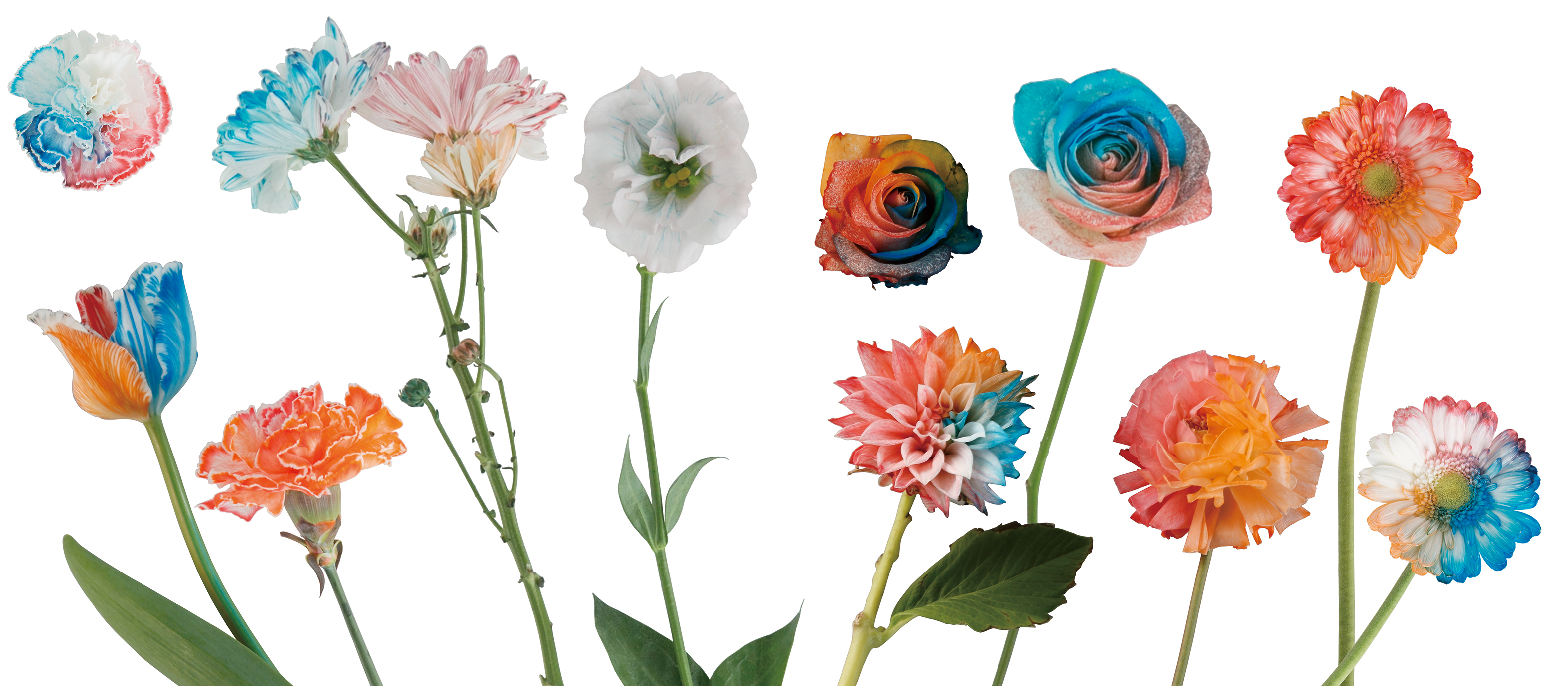 母の日にピッタリ 切り花をオリジナルの色に染めるキット 学研プラス公式ブログ