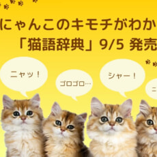 「ニャッ」＝「オッス！」ってホント!?　しぐさや行動で猫の気持ちがわかる！