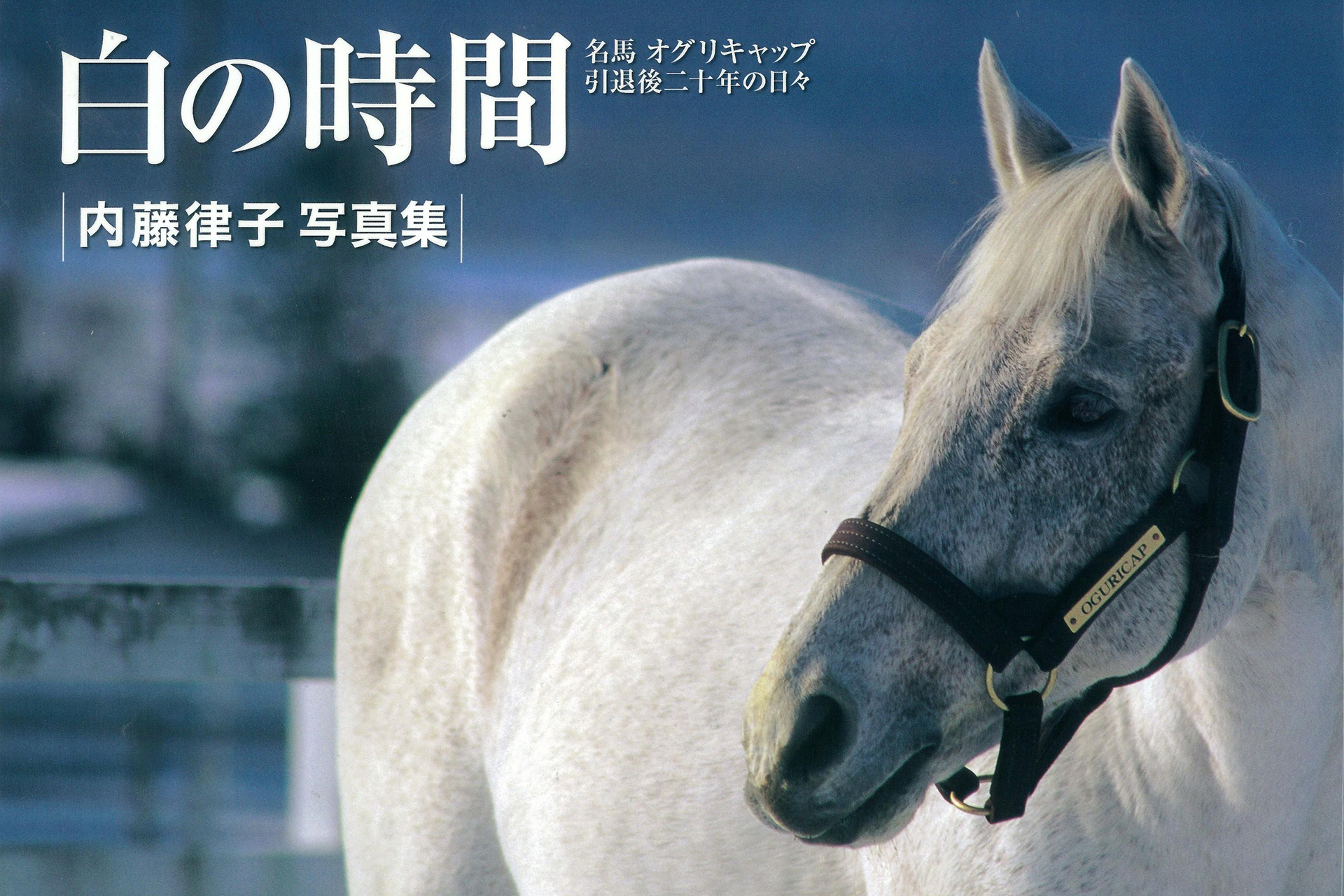 【新品】オグリキャップ ぬいぐるみ ウマ娘 アイドルホース 競馬 高柳知葉 馬 新品】オグリキャップ ぬいぐるみ ウマ娘 アイドルホース 競馬 高柳知葉 馬